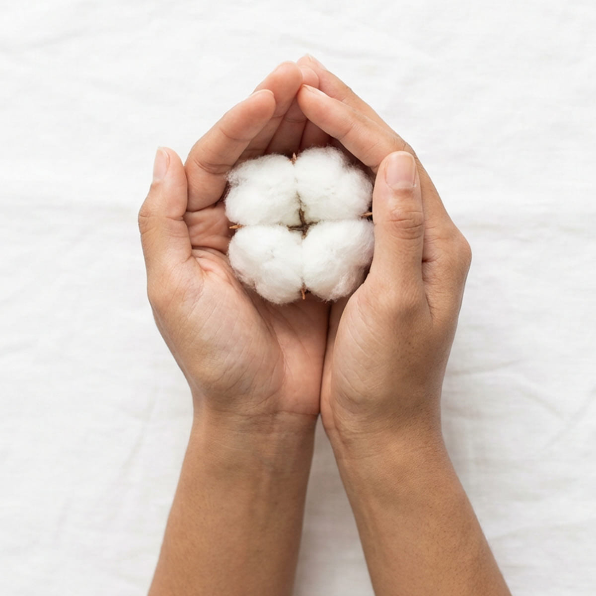 Premium Australian cotton fibre held in hands, used for breathable and soft jersey bed sheets