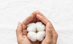 Premium Australian cotton flower held in hands, used for breathable and soft jersey bed sheets